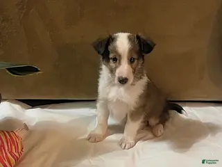 Shetland Sheepdog dogs Aaron - Ad 6