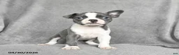 Boston Terrier dogs for sale: Twyla - Ad 4