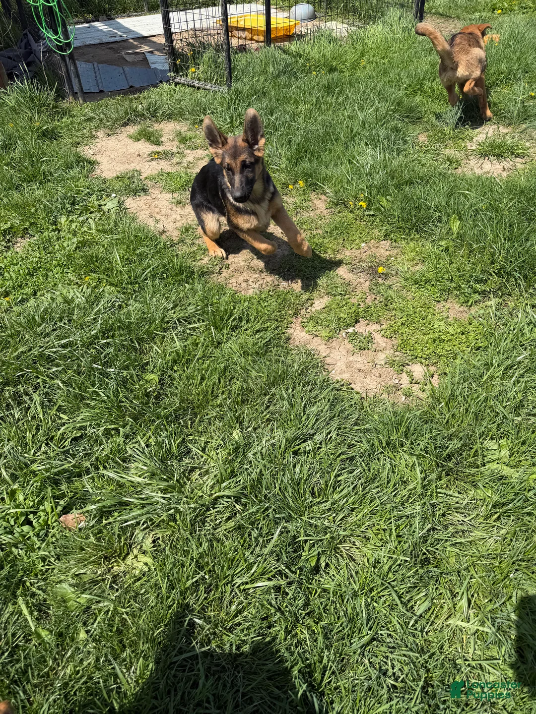 German Shepherd dogs for sale: German Shepherd female  - Ad 1