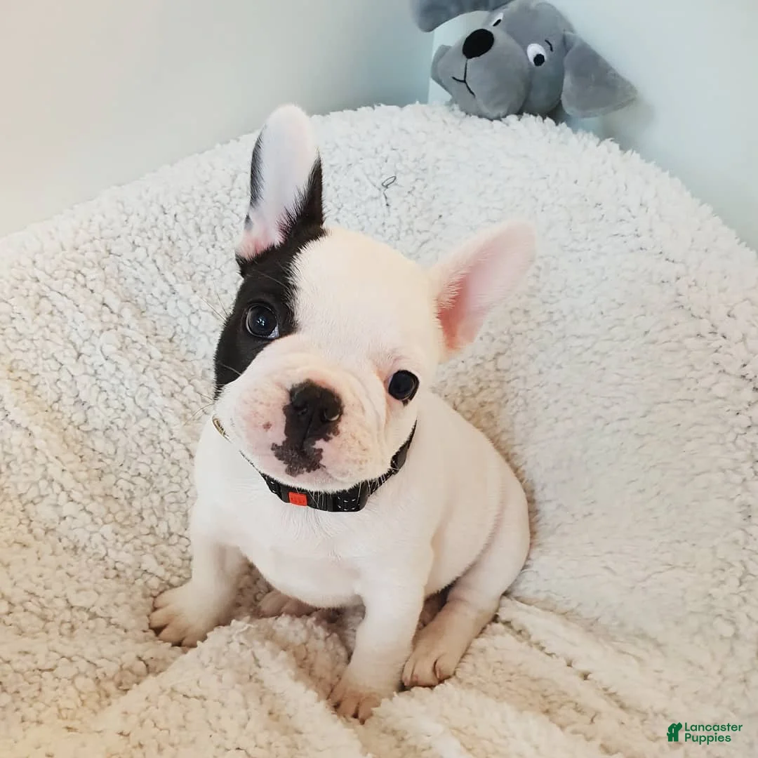 French Bulldog dogs for sale: Joe - Ad 1