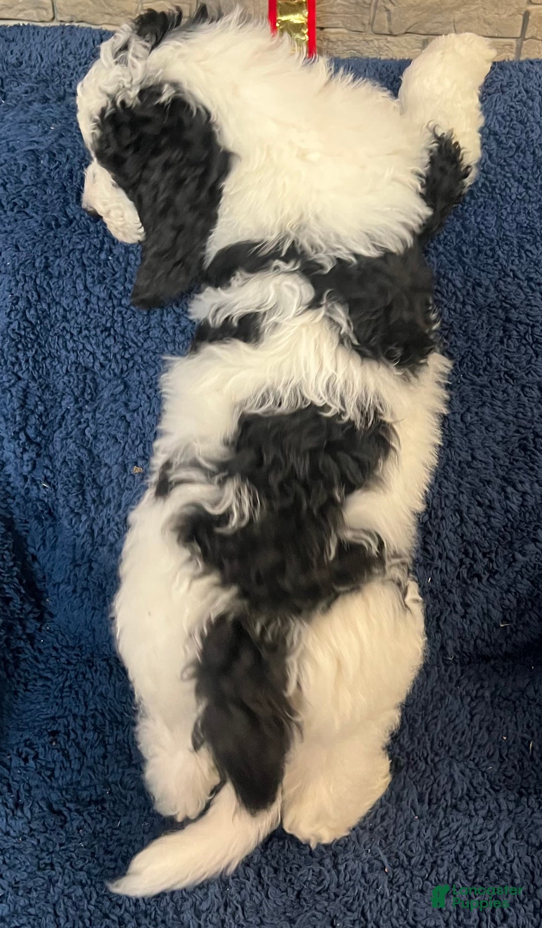 Bernedoodle dogs for sale: Rocky - Ad 6