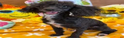 Toy Poodle dogs for sale: Lady - Ad 4