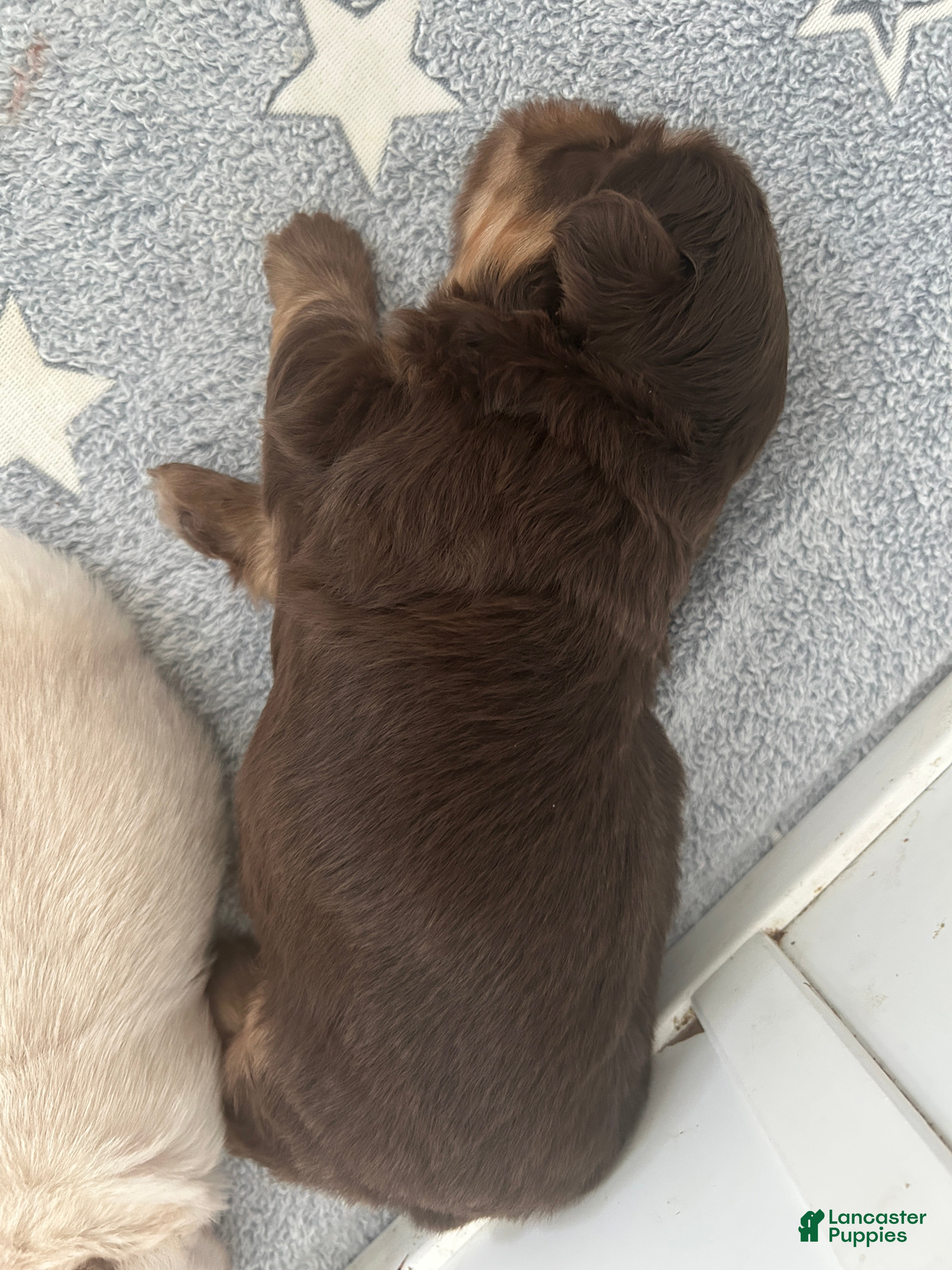 French Bulldog dogs Garth - Ad 2