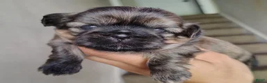 Shih Tzu Puppy 1