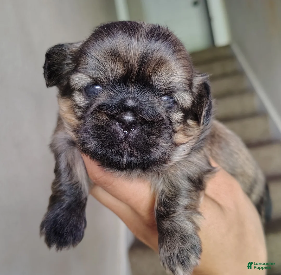Shih Tzu dogs for sale: Shih Tzu Puppy 1 - Ad 1
