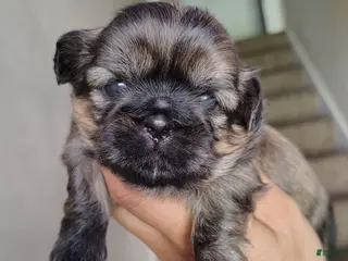 Shih Tzu dogs for sale: Shih Tzu Puppy 1 - Ad 3