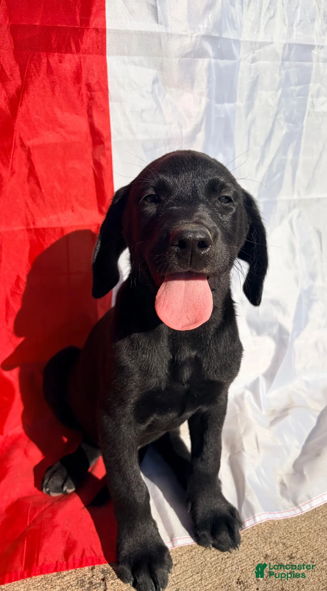 Labrador Retriever dogs for sale: Labrador Retriever 1 - Ad 2