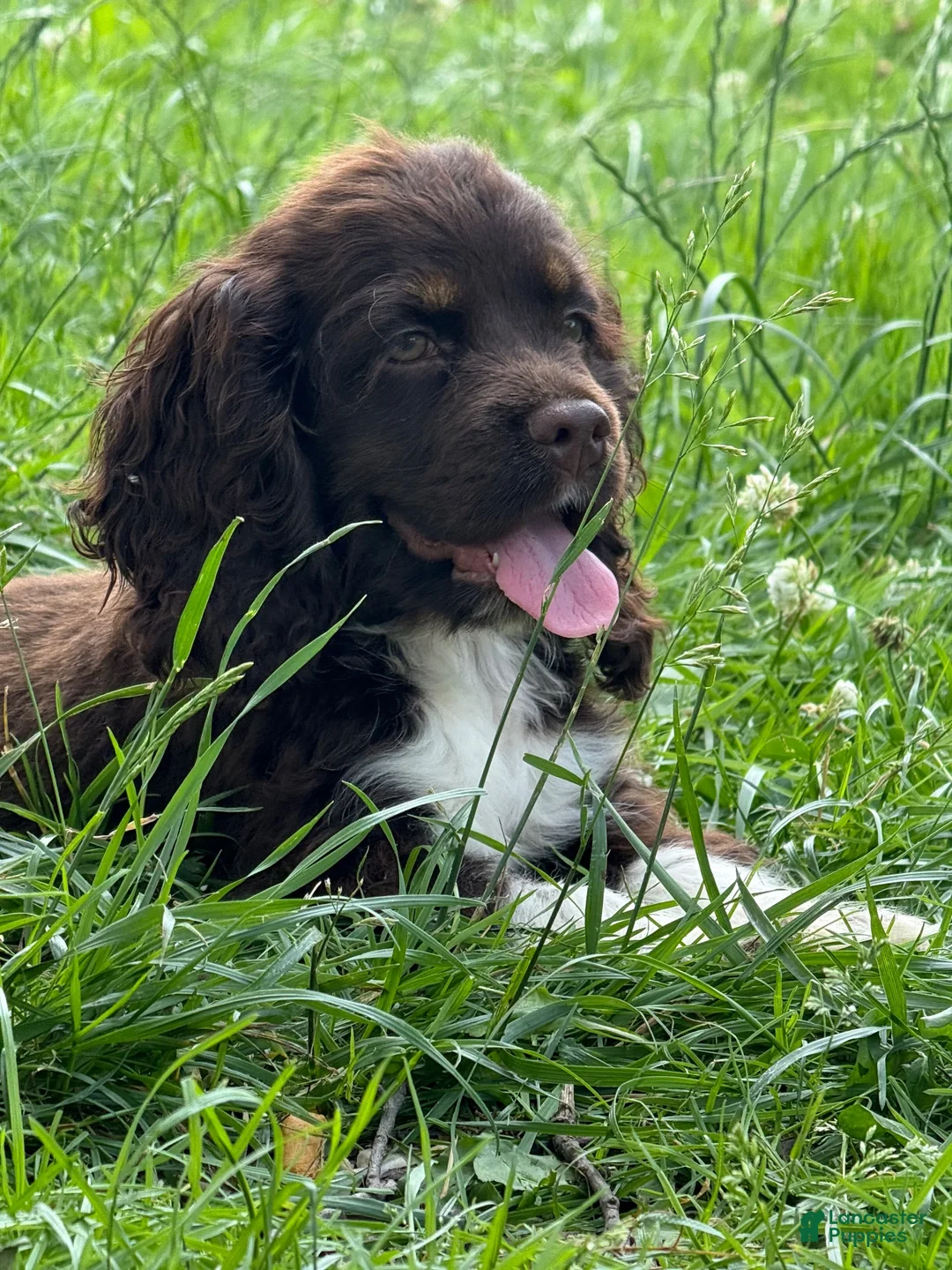 Cocker Spaniel dogs for sale: Kiwi - Ad 3