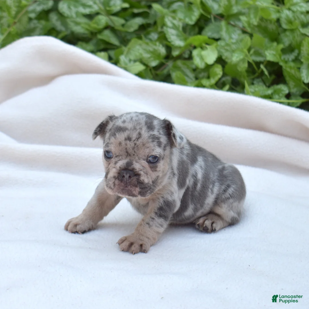 French Bulldog dogs for sale: Pebbles  - Ad 1