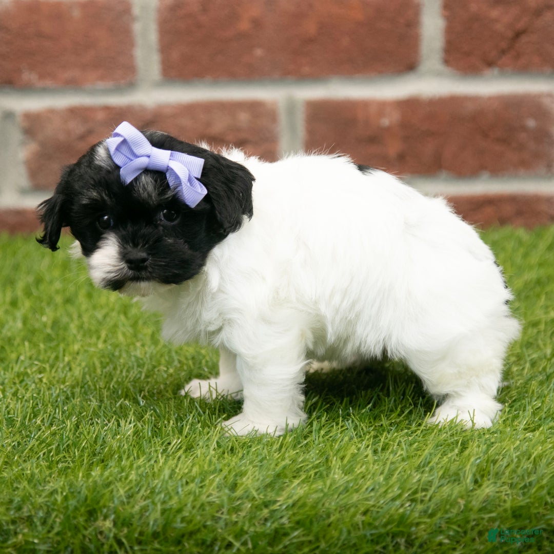 Havapoo dogs for sale: Sadie - Ad 6