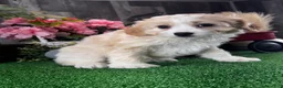 Cavachon dogs for sale: Vance - Ad 3
