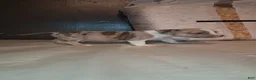 American Bully dogs for sale: American Bully 5 - Ad 4