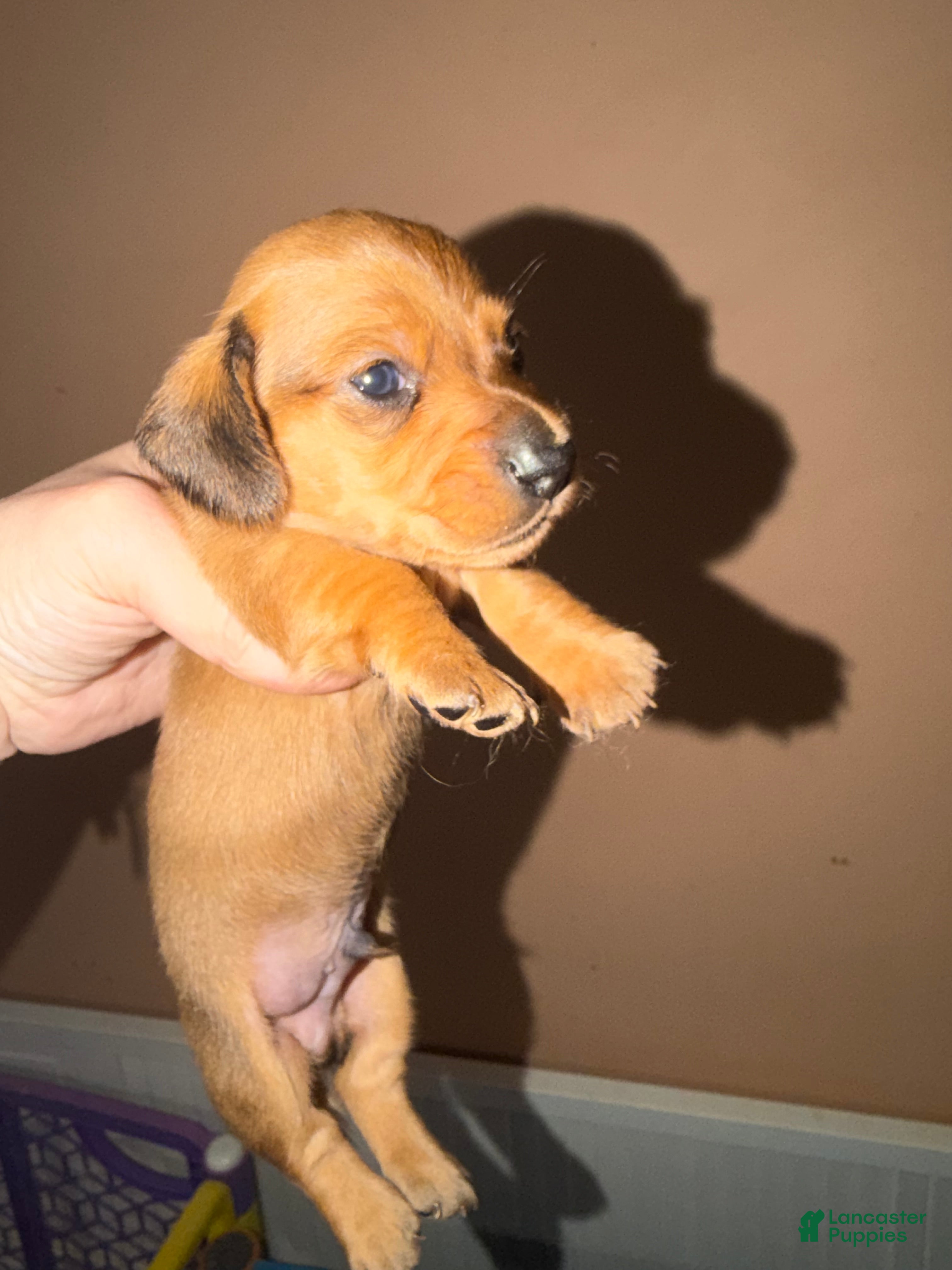 Miniature Dachshund dogs Smooth red male - Ad 23