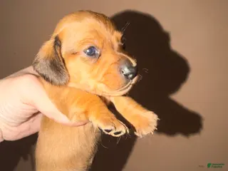 Miniature Dachshund dogs Smooth red male - Ad 23