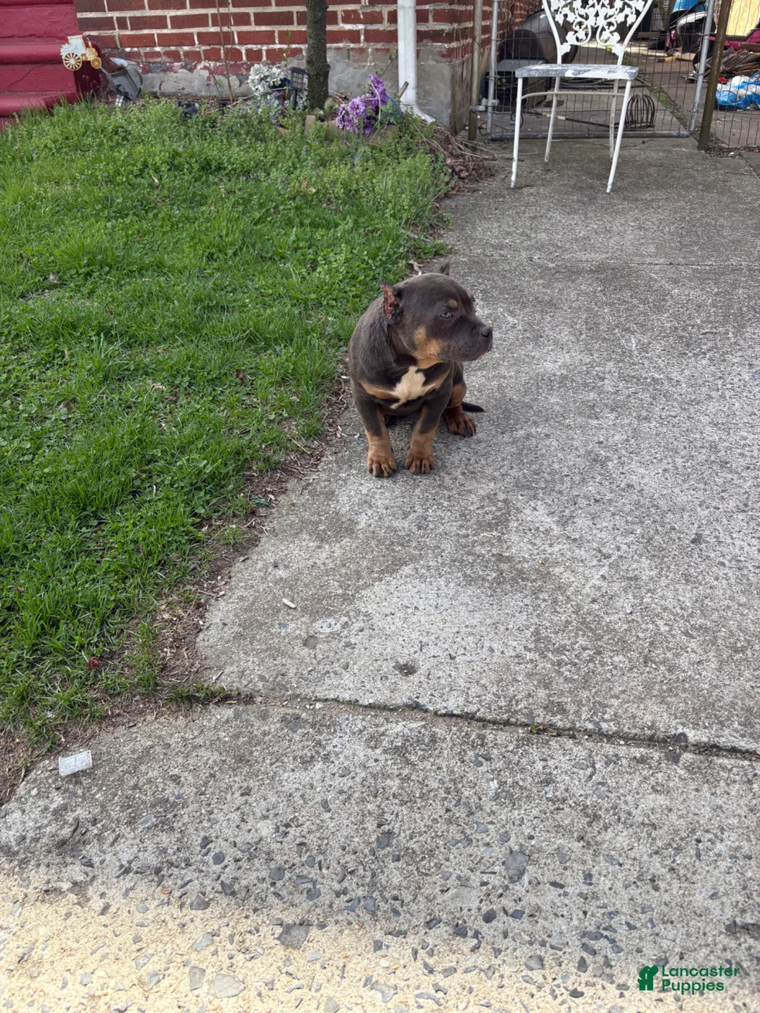American Bully dogs for sale: American Bully Puppy 1 - Ad 2