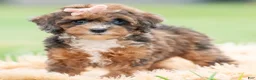 Toy Poodle dogs for sale: Star - Ad 4