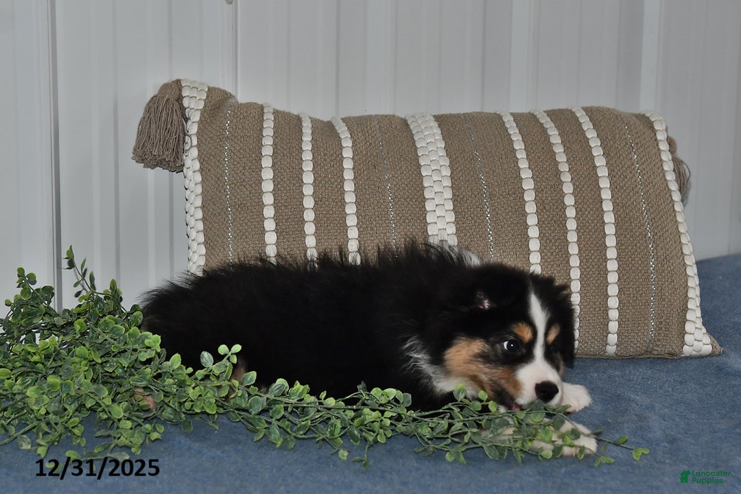 Miniature Australian Shepherd dogs for sale: Buttons - Ad 6