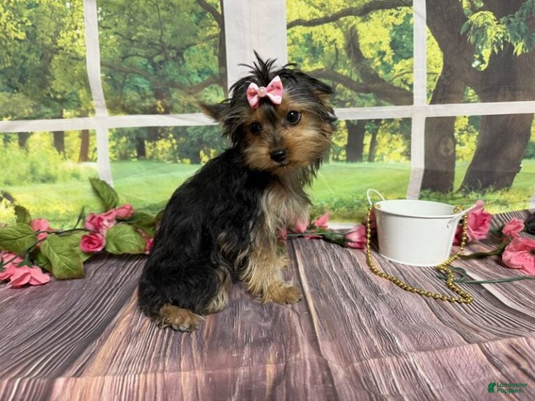 Yorkshire Terrier dogs Sammy - Ad 2