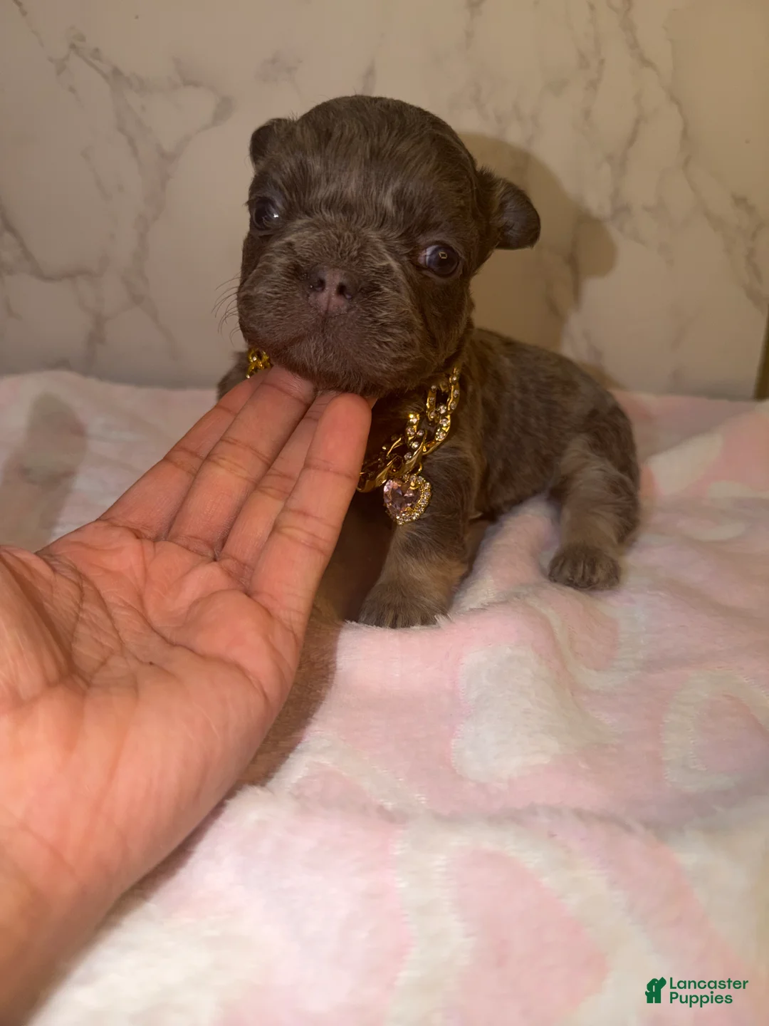 French Bulldog dogs for sale: Bae - Ad 2