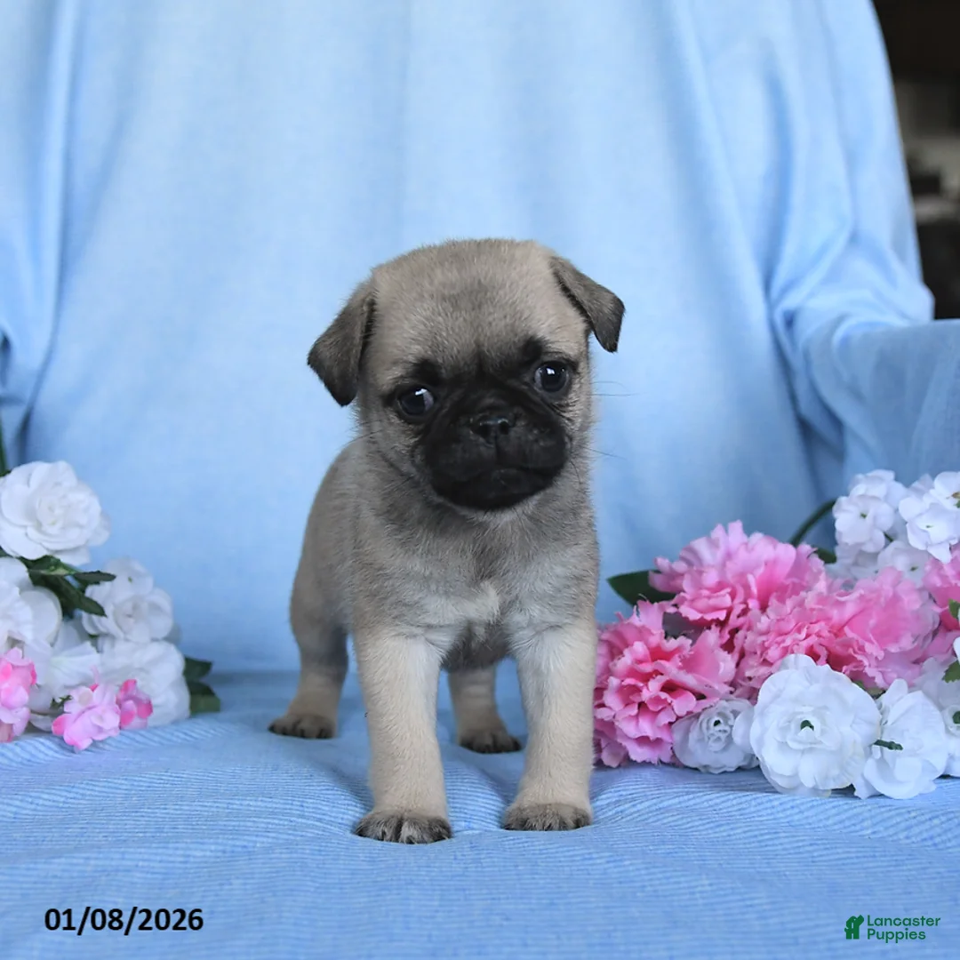 Pug dogs for sale: Tammy - Ad 4
