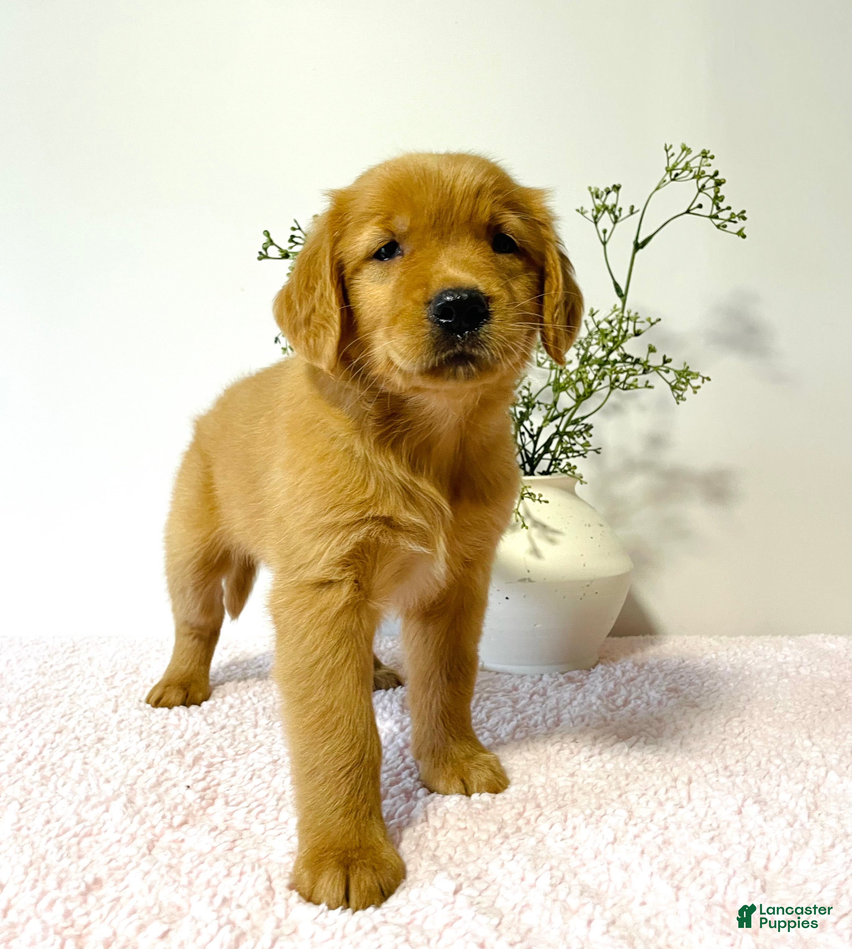 Golden Retriever dogs Ginger - Ad 2