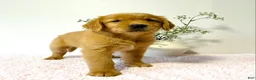 Golden Retriever dogs for sale: Ginger - Ad 2