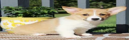 Welsh Corgi Pembroke dogs for sale: Sasha - Ad 1