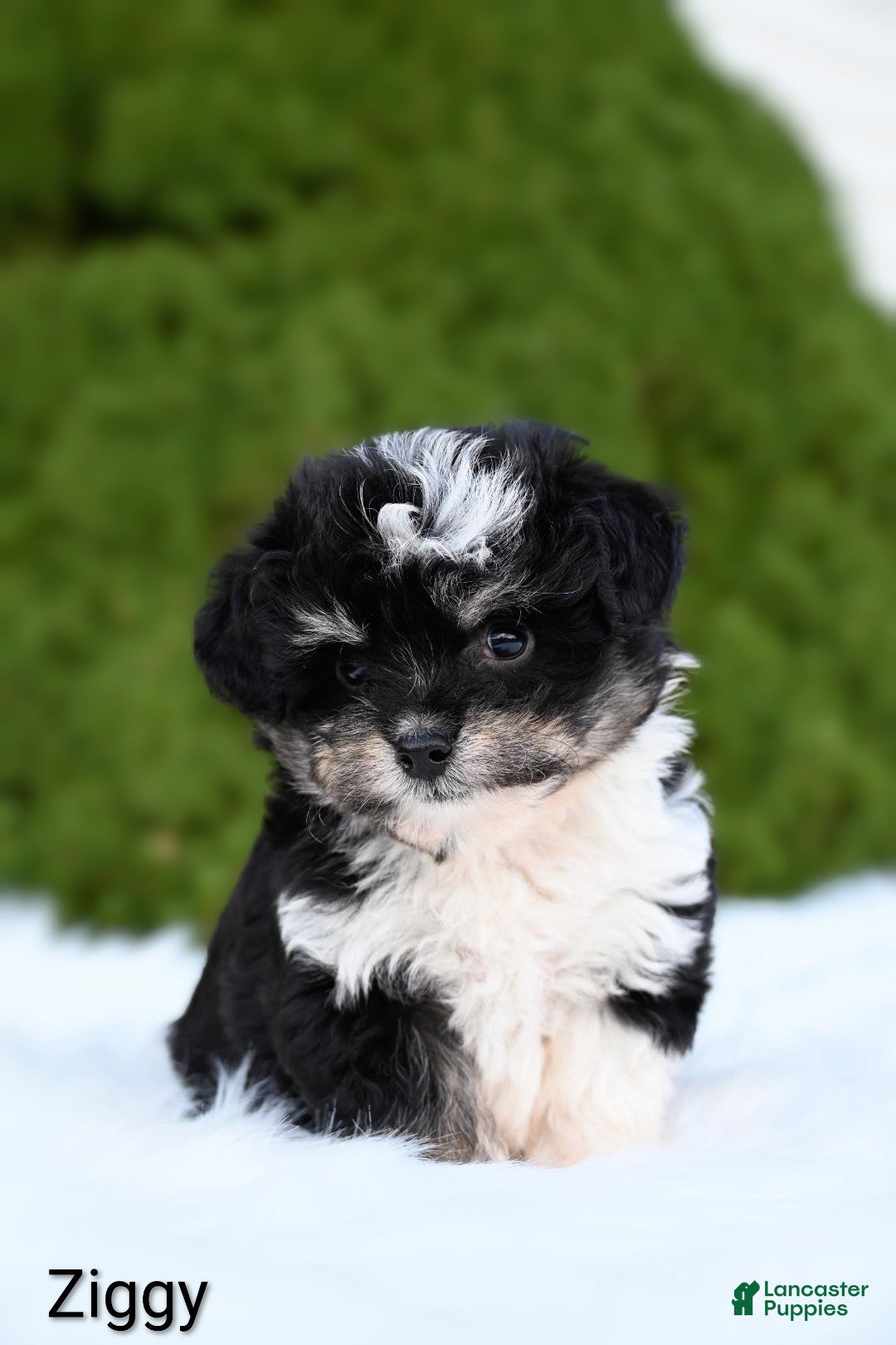 Miniature Australian Shepherd dogs Ziggy - Ad 1