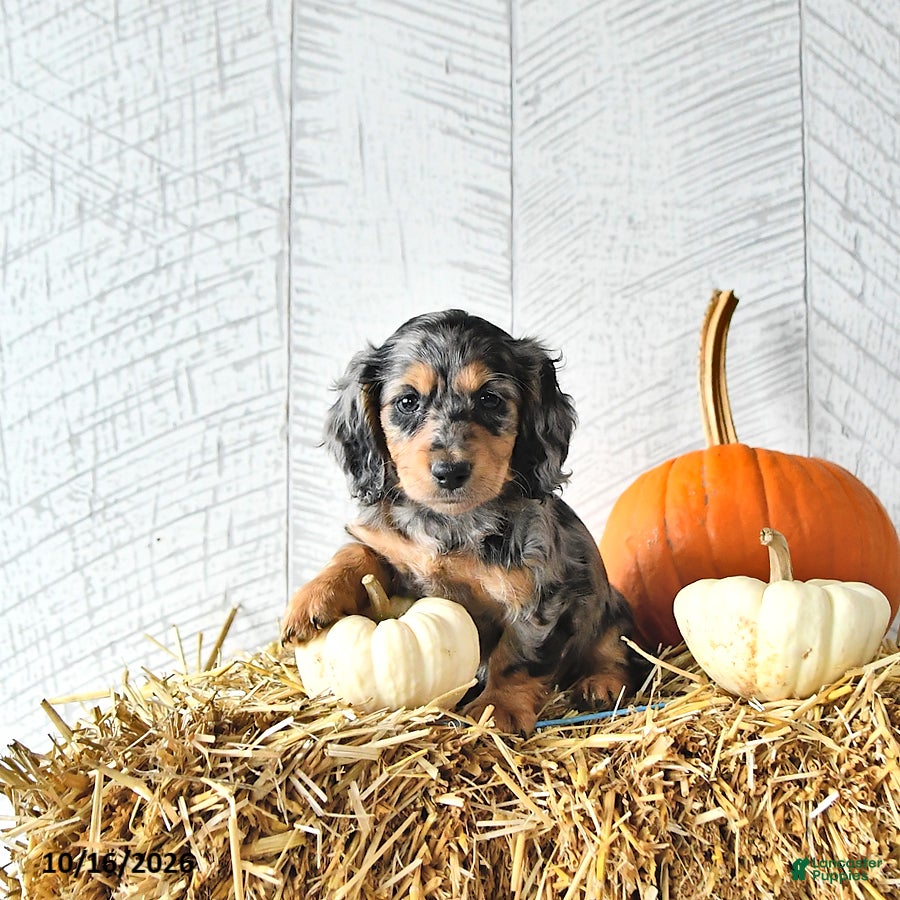 Miniature Dachshund dogs Carter - Ad 1