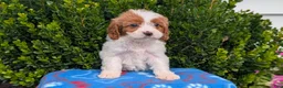 Cavapoo dogs for sale: Nala - Ad 9