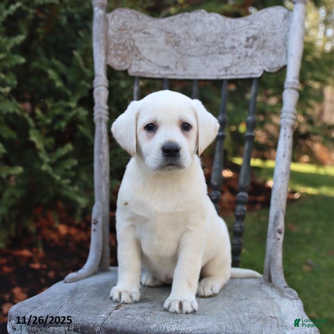 Labrador Retriever dogs for sale: Rosemary - Ad 1