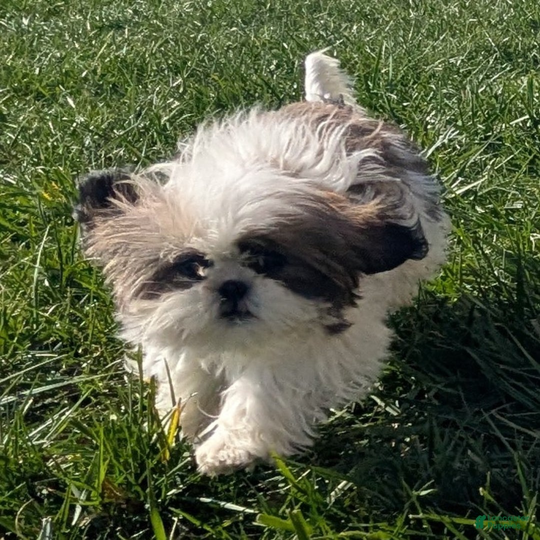 Shih Tzu dogs for sale: Tiggy - Ad 12