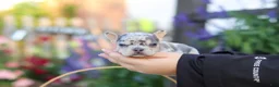 French Bulldog dogs for sale: Ember - Ad 5