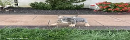 French Bulldog dogs for sale: Vivian - Ad 5