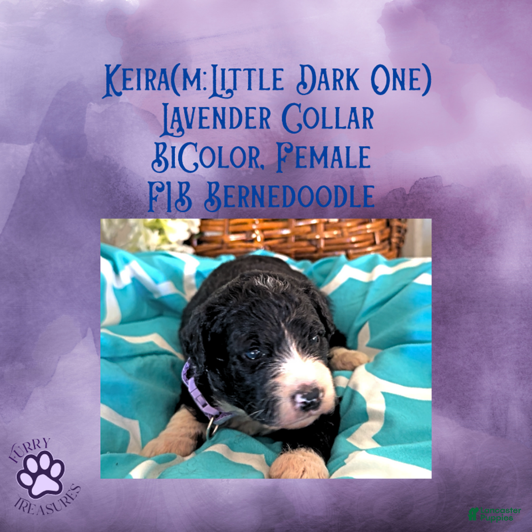 Mini Bernedoodle dogs for sale: Kian “Blue Collar” Male - Ad 34