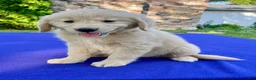 Golden Retriever dogs for sale: Cupcake - Ad 3