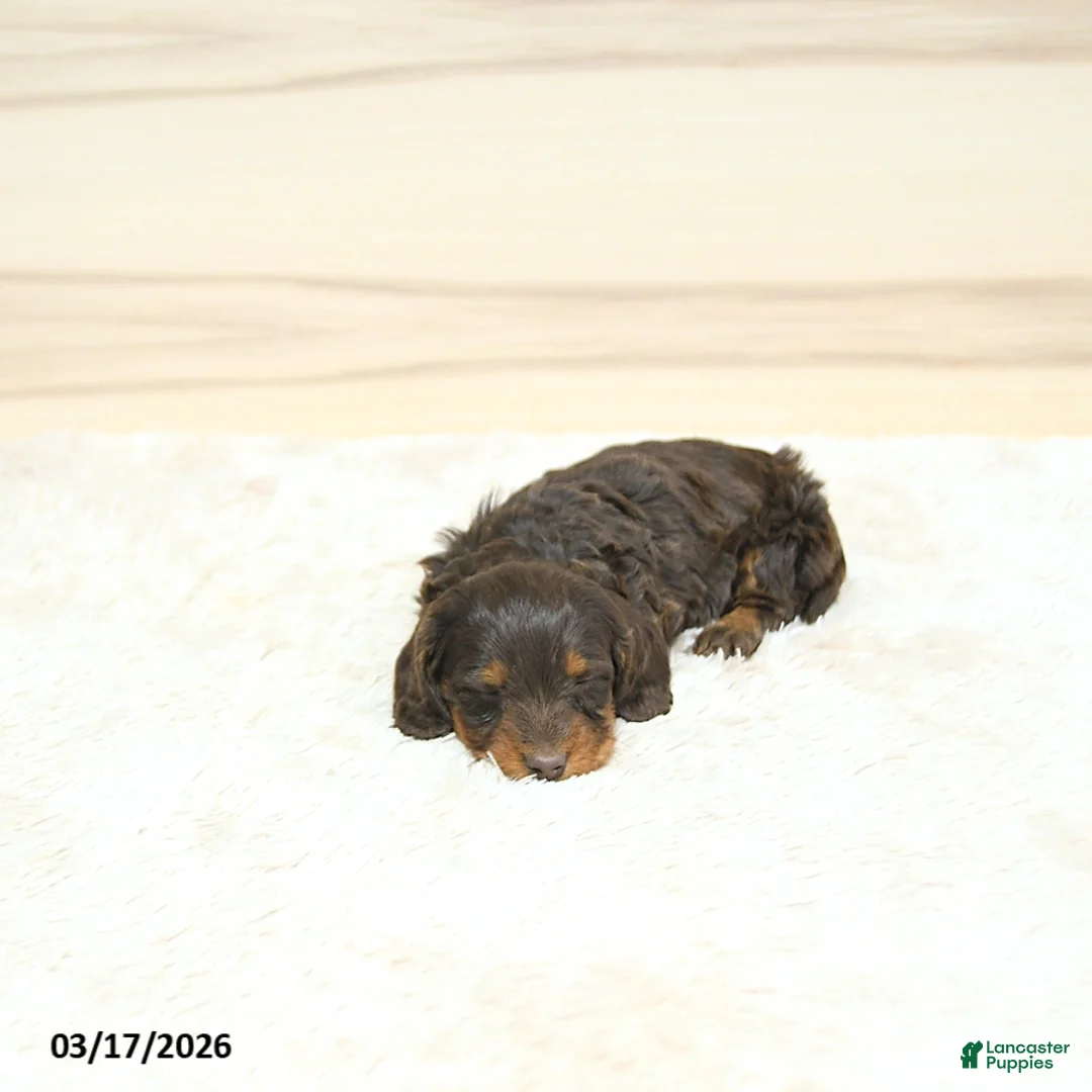 Miniature Dachshund dogs for sale: Polly - Ad 2