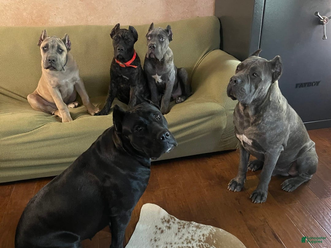 Gallery Image {{count}}