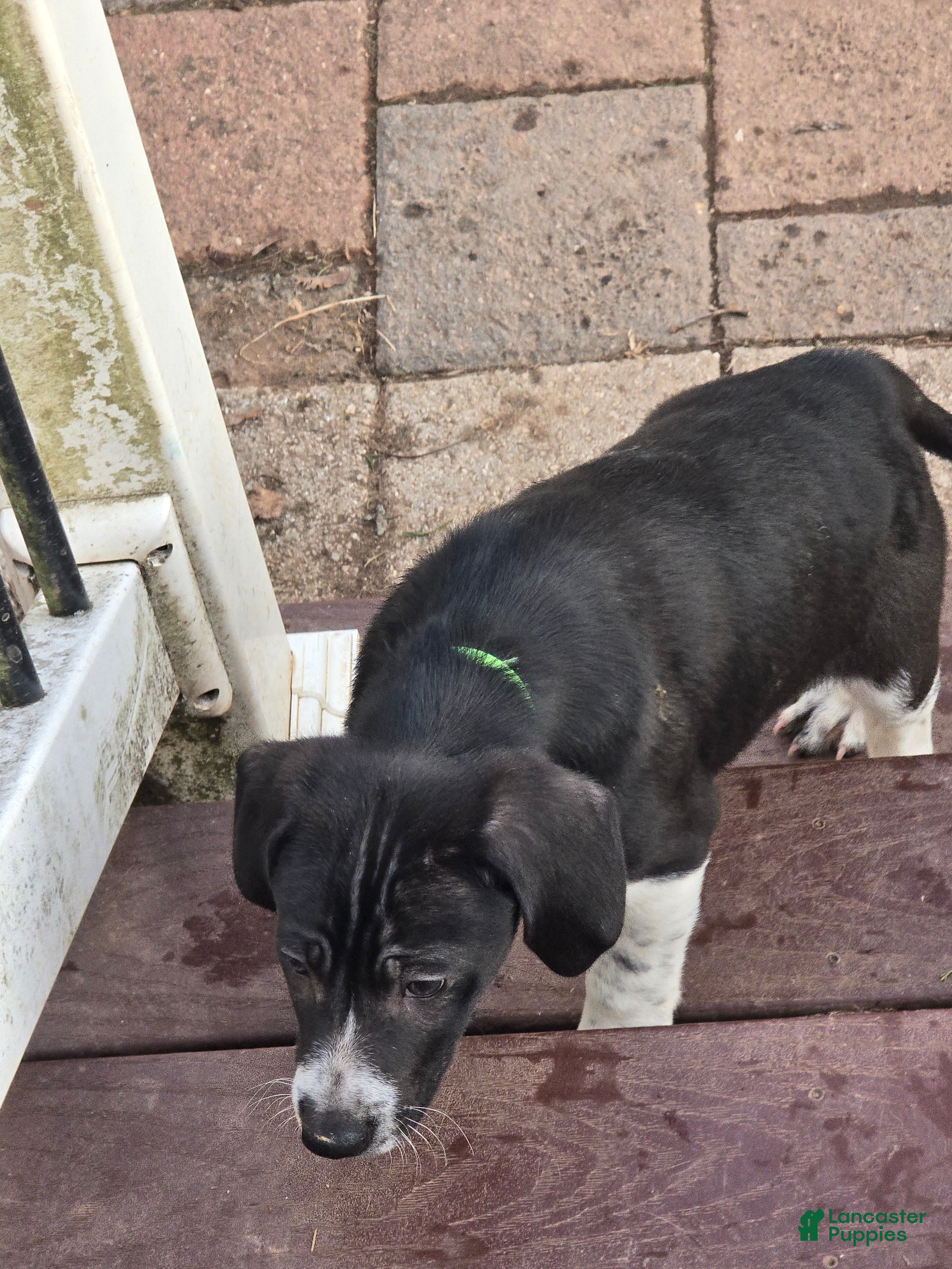 Other breed dogs Levi - Ad 2