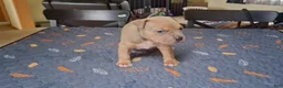 American Bully dogs for sale: American Bully Puppy 6 - Ad 4