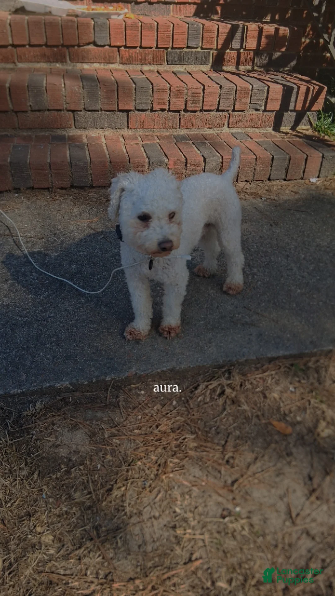 Standard Poodle dogs for sale: Standard Poodle Puppy 1 - Ad 1