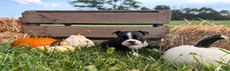 Boston Terrier dogs for sale: Dakota - Ad 1