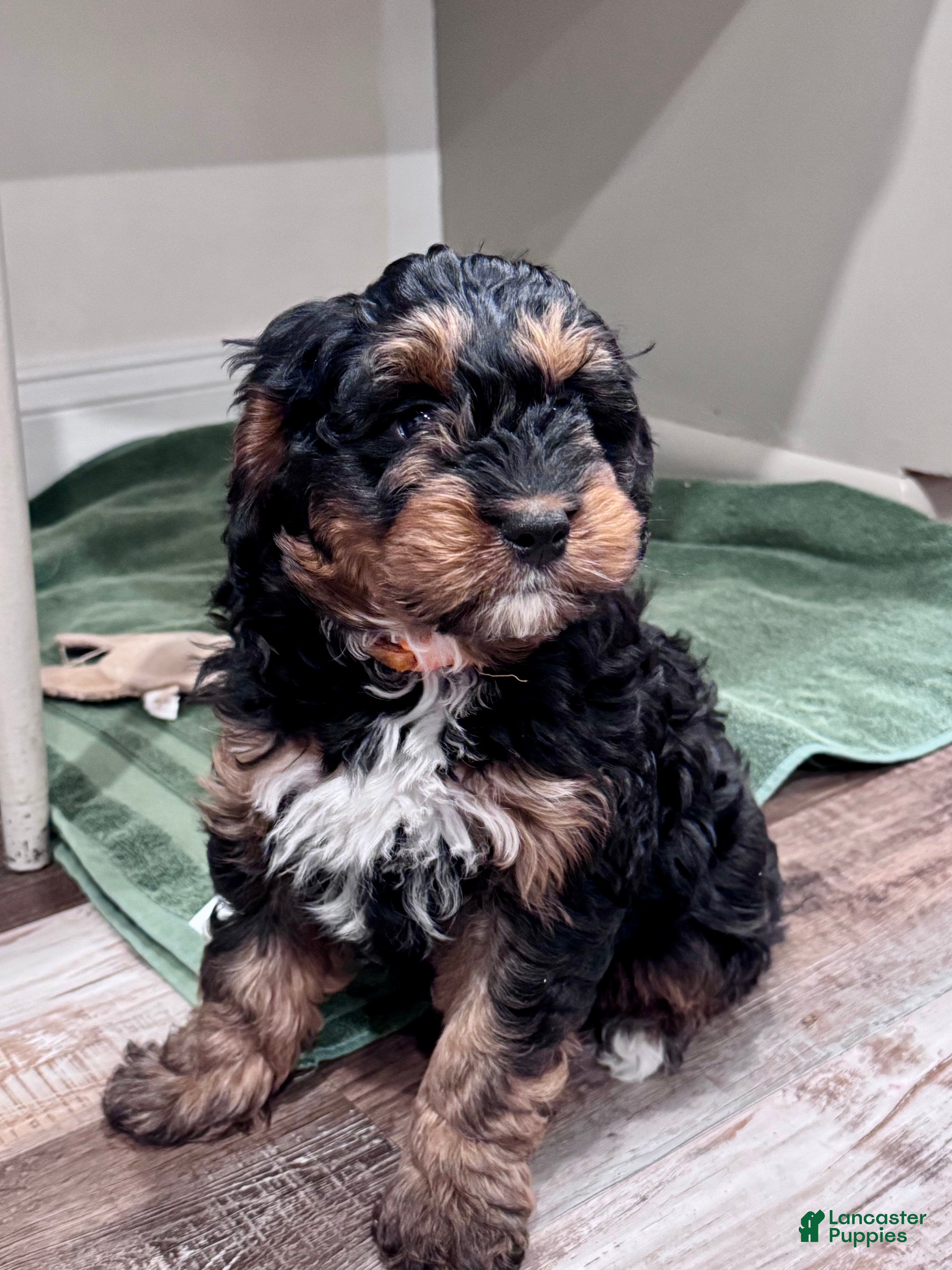 Mini Bernedoodle dogs Teddy - Ad 1