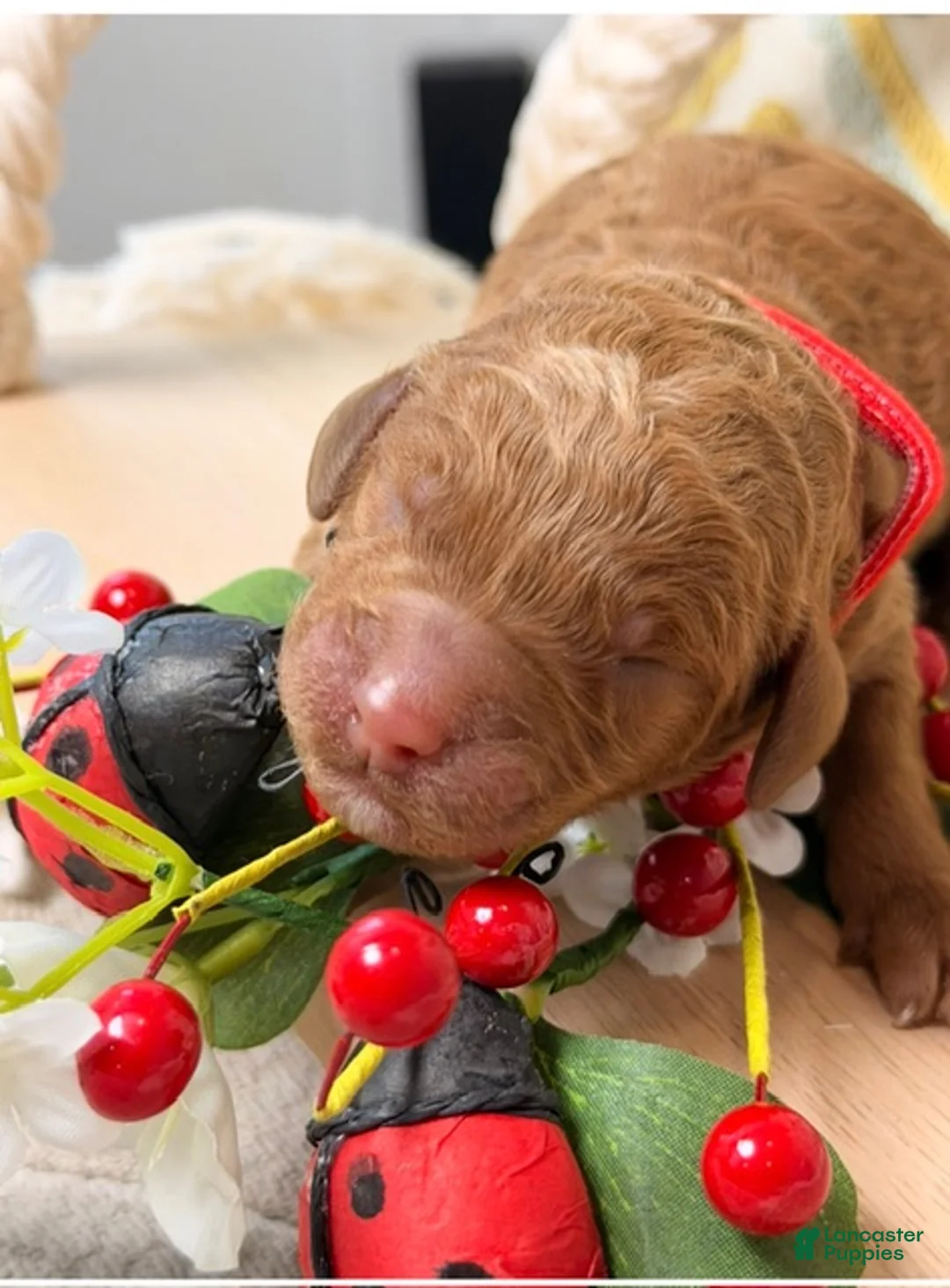 Standard Poodle dogs for sale: Milo - Ad 2