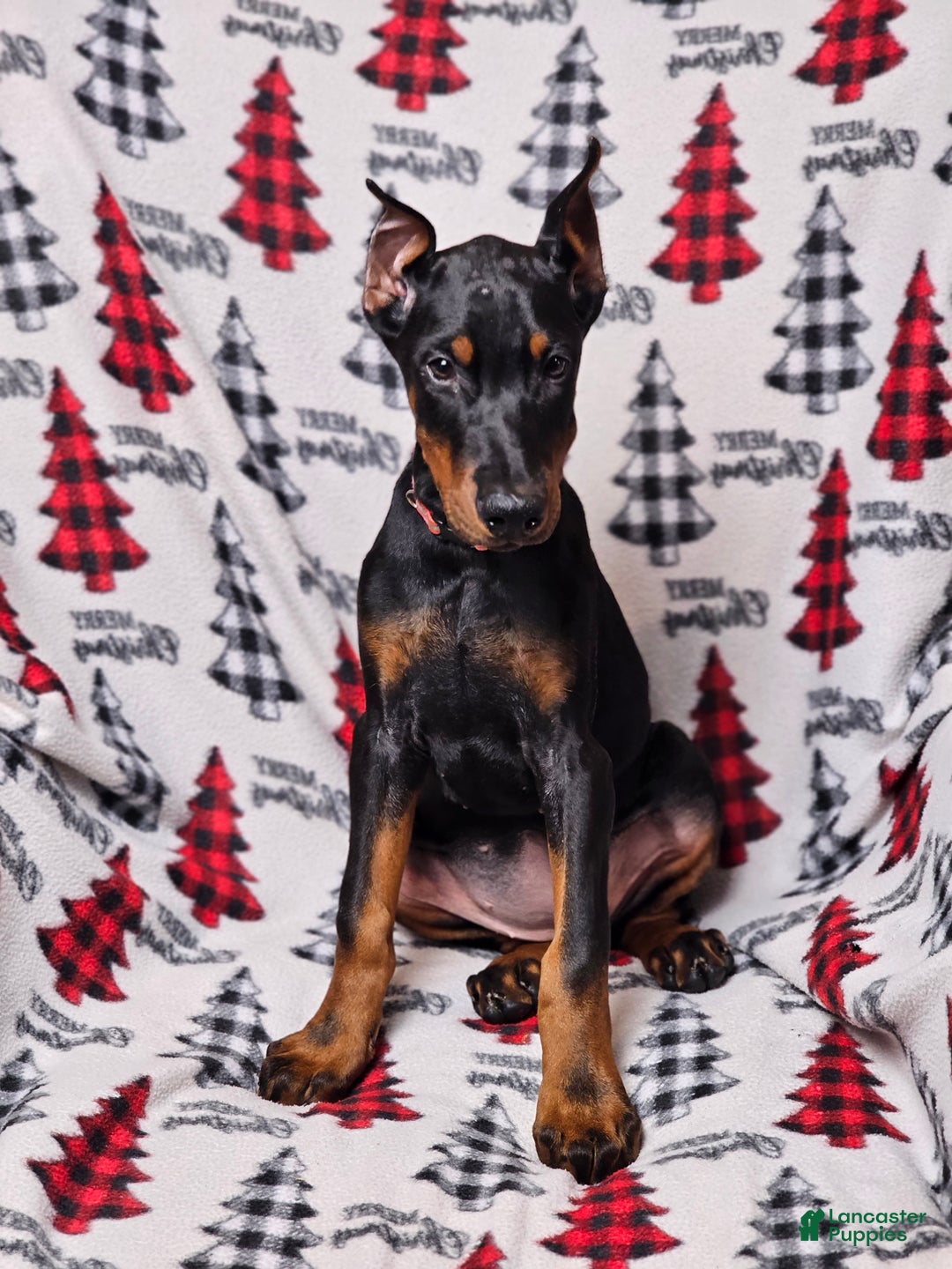 Doberman Pinscher dogs for sale: Zena - Ad 1
