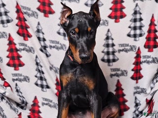 Doberman Pinscher dogs Zena - Ad 21