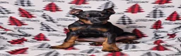 Doberman Pinscher dogs for sale: Zena - Ad 1