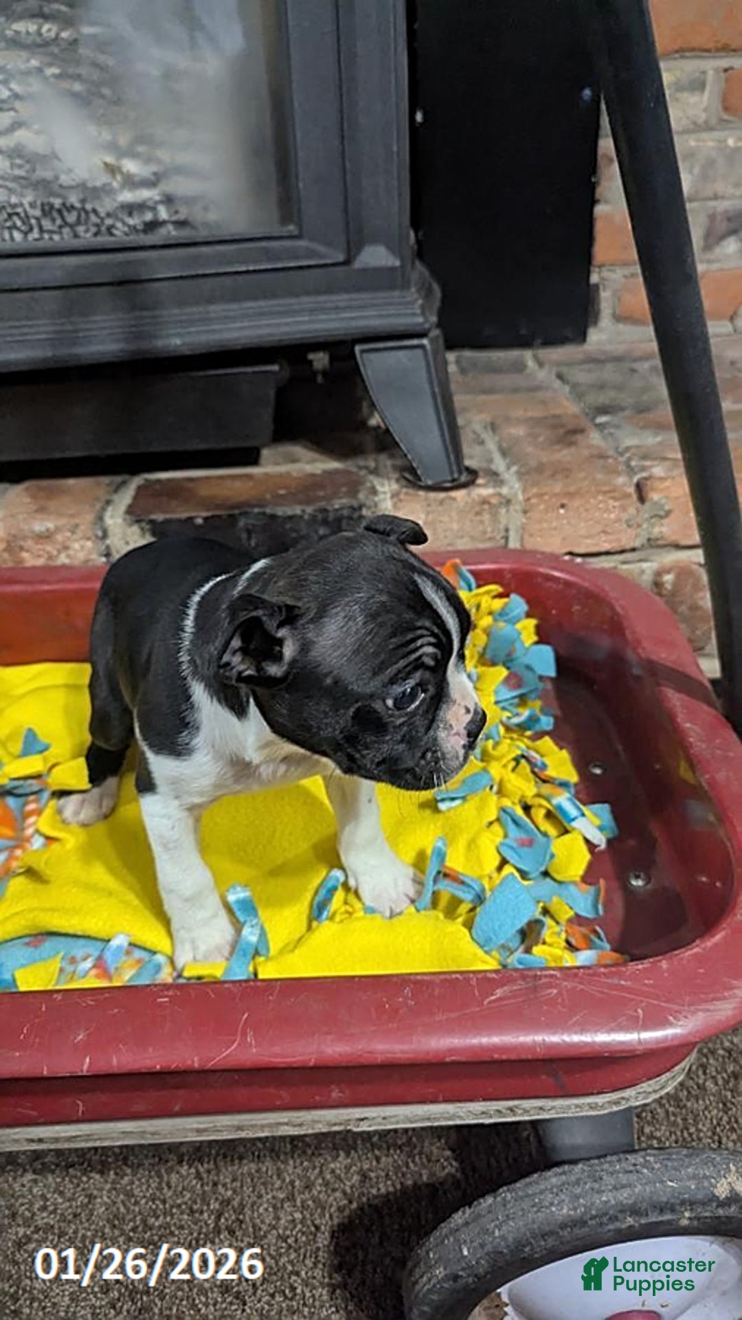 Boston Terrier dogs for sale: Heidi - Ad 6