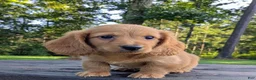 Dachshund dogs for sale: Copper - Ad 3