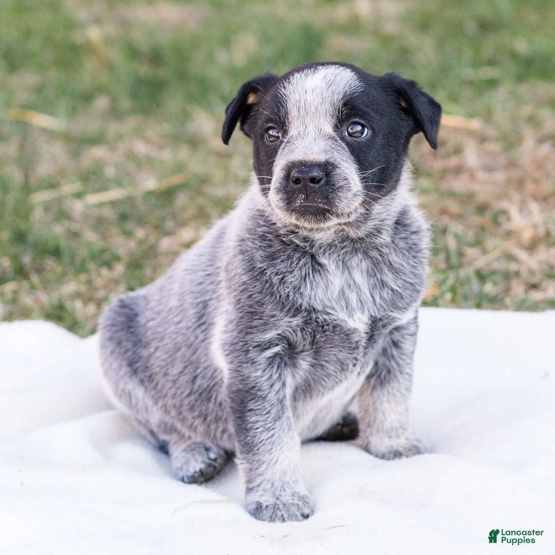 Mixed Breed dogs for sale: Hank  - Ad 3